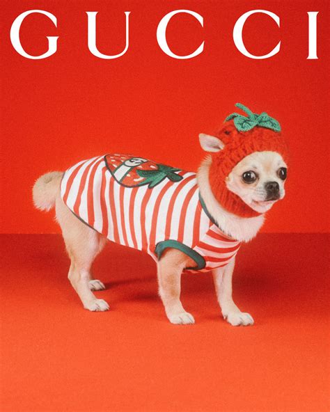 Gucci pets